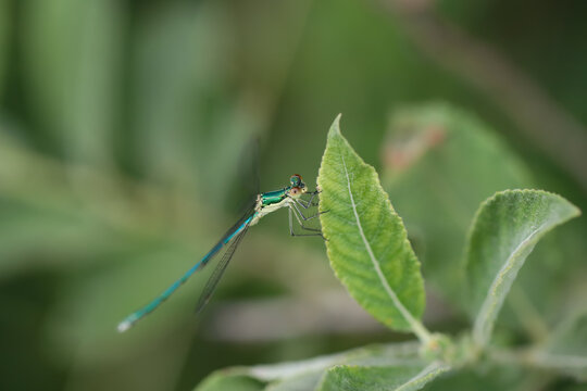 cama&iuml;eu de vert