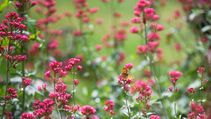 papillon parmi les fleurs © fotoeliane