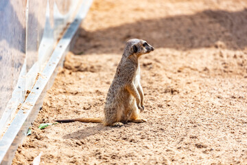 Fototapeta premium A Meerkat sitting on the ground while looking at things around them in the outdoors on a sunny day at a wildlife park in western Sydney in New South Wales, Australia