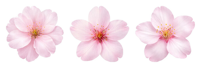 Obraz premium PNG Delicate pink cherry blossoms trio on transparent background