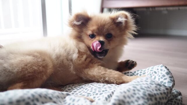 家のリビングで楽しく遊んでいる可愛いポメラニアンの子犬の様子