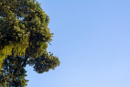 Tree with Hanging Foliage
