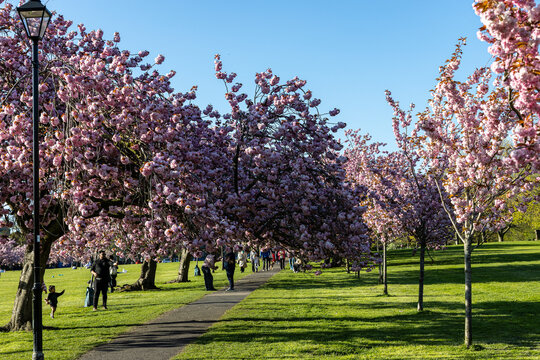 Cherry Blossom Pathway in Park in Harrogate, UK.