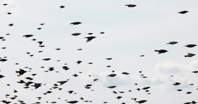 Gathering of individual birds to forage
