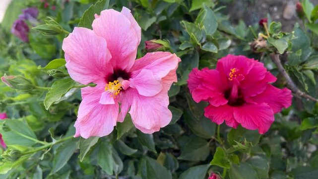 Pink Hibiscus Flowers blossoms sway gently 