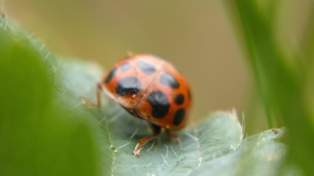 Extreme close up of a red seven-spot ladybug walking on a curved bright green leaf surface and hiding behind it, camera pan. Soft focus, detailed portrait. Tiny World and Intricacy.
