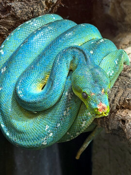 Green Tree Python Coiled on Branch Close-Up