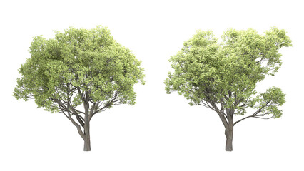 Obraz premium Various types of tree branch plants bushes shrub and small plants isolated 