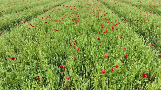 Survol par drone d'un vaste champ de c&eacute;r&eacute;ales o&ugrave; des milliers de coquelicots rouges se m&ecirc;lent aux &eacute;pis de bl&eacute;.. Le vent anime doucement les cultures