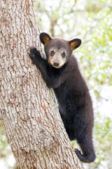 Black Bear cubs in an Oak Tree © John