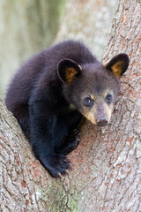 Black Bear cubs in an Oak Tree © John