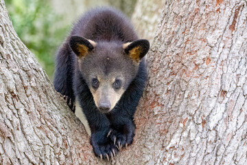Black Bear cub in an Oak Tree © John