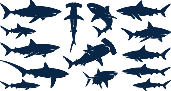 Shark silhouette collection featuring various dangerous sea predator species including great white hammerhead thresher bull reef and tiger shark vector