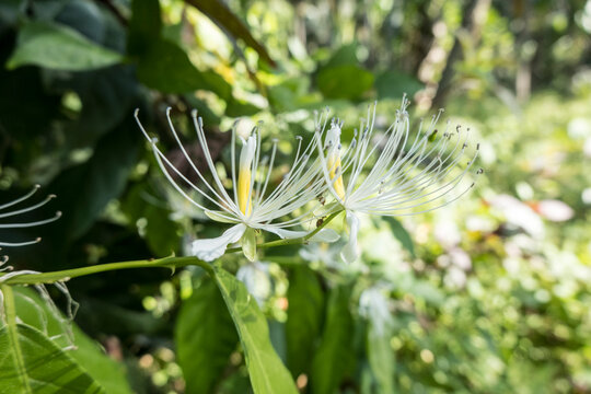 Thail&auml;ndischer Kapernstrauch (Capparis micracantha)