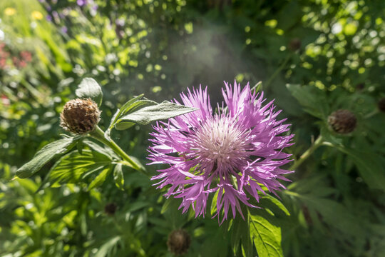 Wiesen-Flockenblume (Centaurea jacea)