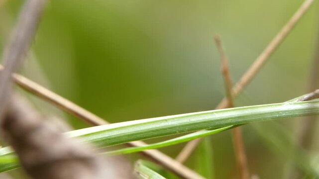 Small red ladybug running quickly from left to right along a thin green grass stem and leaving the frame empty. Natural daylight, medium view, clean green background. Vitality and Flow.