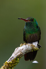 Hummingbird perched on a branch © meandershine