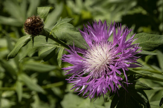 Wiesen-Flockenblume (Centaurea jacea)