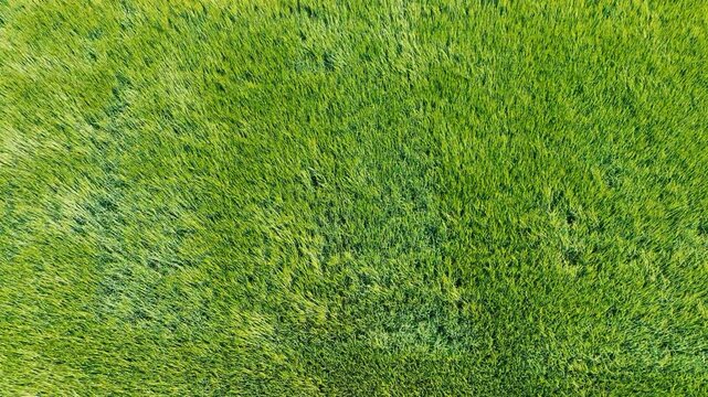 Survol a&eacute;rien avec un drone d'un champ de c&eacute;r&eacute;ales vertes ondulant sous le vent