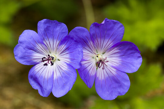 Wald-Storchschnabel oder Waldstorchschnabel (Geranium sylvaticum)