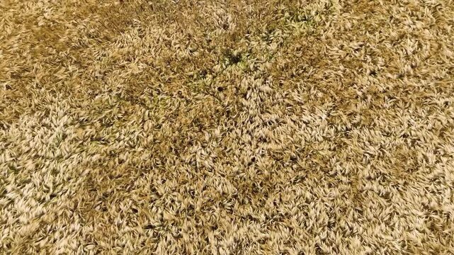 vue a&eacute;rienne montrant un champs de bl&eacute; vu d'en haut, bougeant avec le vent