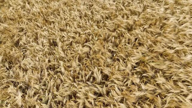 vue a&eacute;rienne montrant un champs de bl&eacute; vu d'en haut, bougeant avec le vent
