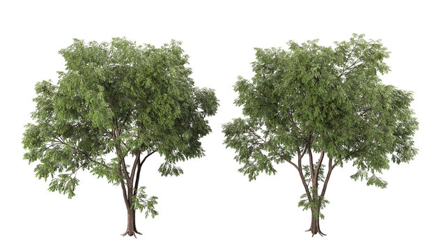 Various types of tree branch plants bushes shrub and and small plants isolated	
