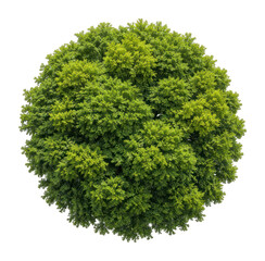 Obraz premium PNG Lush green tree canopy isolated on white background
