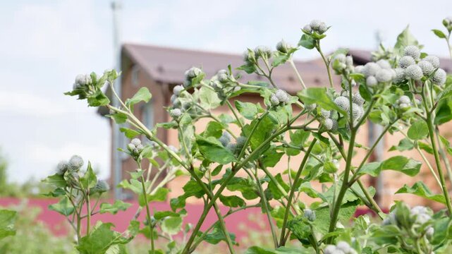 Green Burdock Plant with Spiky Seed Pods Growing Outdoors in Summer