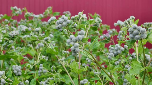 Burdock plant seed heads blooming against red wall