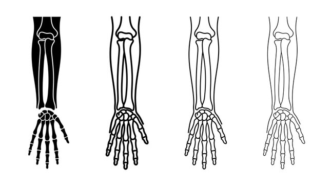 Silhouette and linear styles of human arm bones anatomy