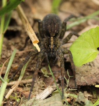 Wolf Spider Facing Camera on Forest Floor