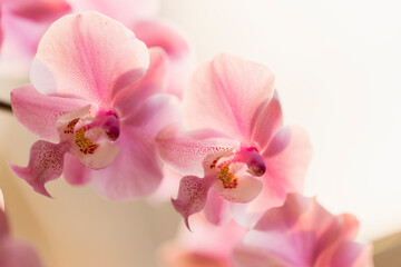 Fototapeta premium Two Pink Flowers of Phalaenopsis schilleriana 'Pink Butterfly'
