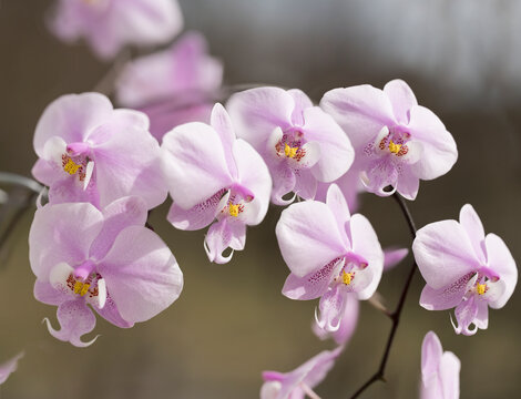 Array of Delicate Pink Flowers of Phalaenopsis schilleriana 'Pink Butterfly'