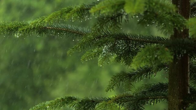 Slow Motion Rain Drops on Pine Leaf. Heavy Rain Falling Fir Tree Branch. Water Droplets on Green Pine Branch. Raining Shower in Dense Forest, Close-up of Rainfall. Raining day in Coniferous Forest.