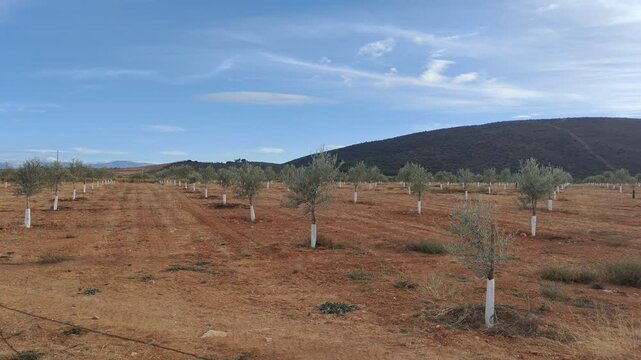 Young olive tree orchard in a rural landscape