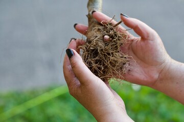 Olive Tree Roots in Hands During Transplanting and Garden Plant Care © ada35
