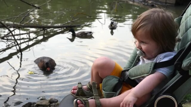 Happy adorable toddler boy in stroller ignoring wild beaver eating carrot
