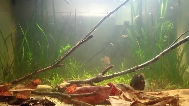 Submerged Brown Leaves and Twigs on Riverbed with Flowing Water and Green Plants