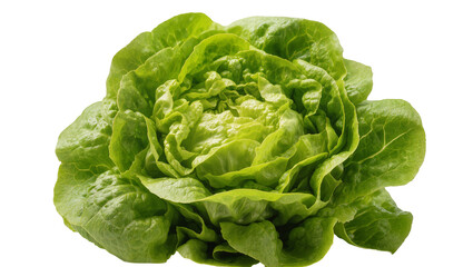 Obraz premium Isolated fresh vibrant green butterhead lettuce ready for healthy salad and nutritious meals