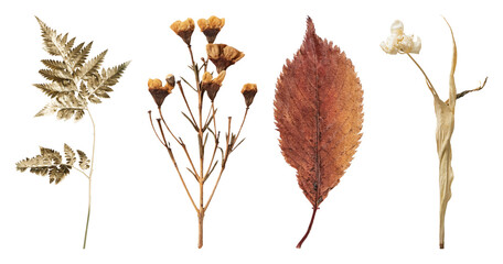 Obraz premium PNG Vintage dried botanical illustration on transparent background