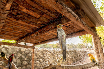 Exotic parrots in birdcage on farm, tropical domestic pets birds flying outside © Quntusho