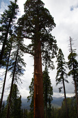 Fototapeta premium Sequoia Trees in Sequoia National Park California