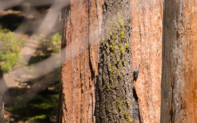 Fototapeta premium Sequoia Trees in Sequoia National Park California