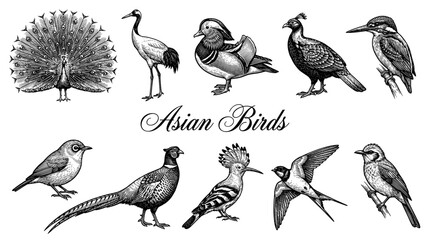 Obraz premium Collection of Asian Birds Vector Illustration in Vintage Engraving Style featuring Peacock, Crane, Mandarin Duck, Pheasant, and Kingfisher