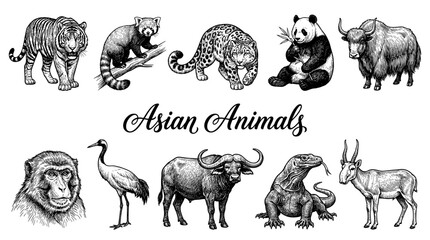 Obraz premium Set of Detailed Hand-Drawn Vector Illustrations of Asian Wildlife Including Tiger, Panda, Snow Leopard, Red Panda, Crane, and Yak in Engraving Style