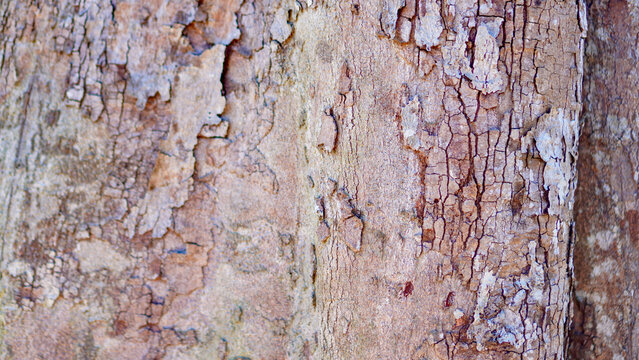 A detailed close-up shot focusing on the rough, peeling, and cracked texture of a natural tree bark