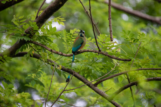 Bird photo, Artistic photography, wild photos 