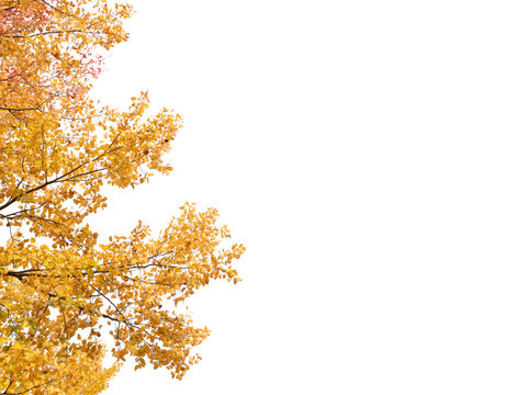 Autumn leaves on branches isolated on transparent background, PNG fall foliage overlay, golden birch tree corner element