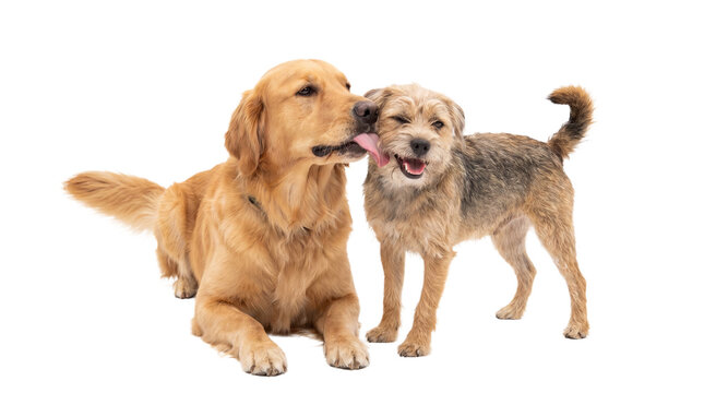 Golden Retriever licks Border Terrier affectionately showing friendship and happy playful interaction on transparent background